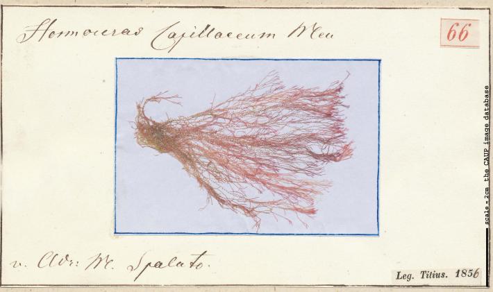 Ceramium capilaceum_66.jpg